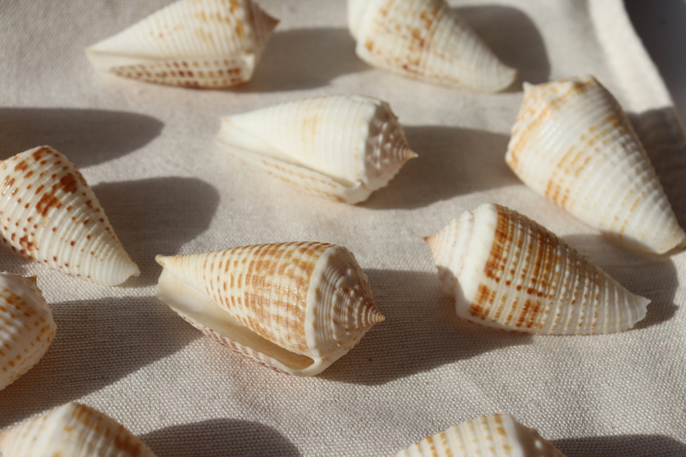 Ракушка конус ролани (Conus rolani)