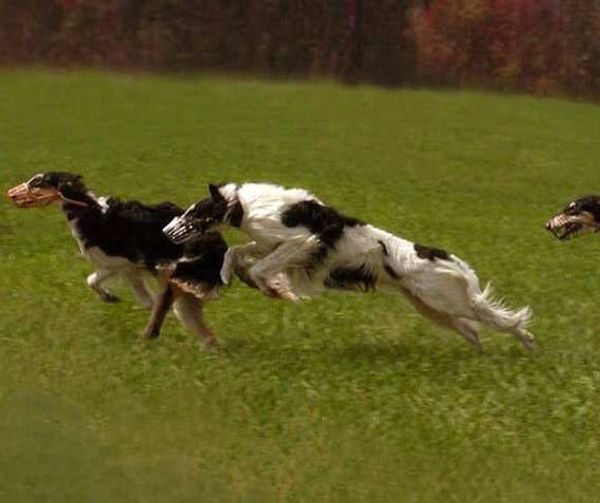 Русская псовая борзая Русская псовая борзая