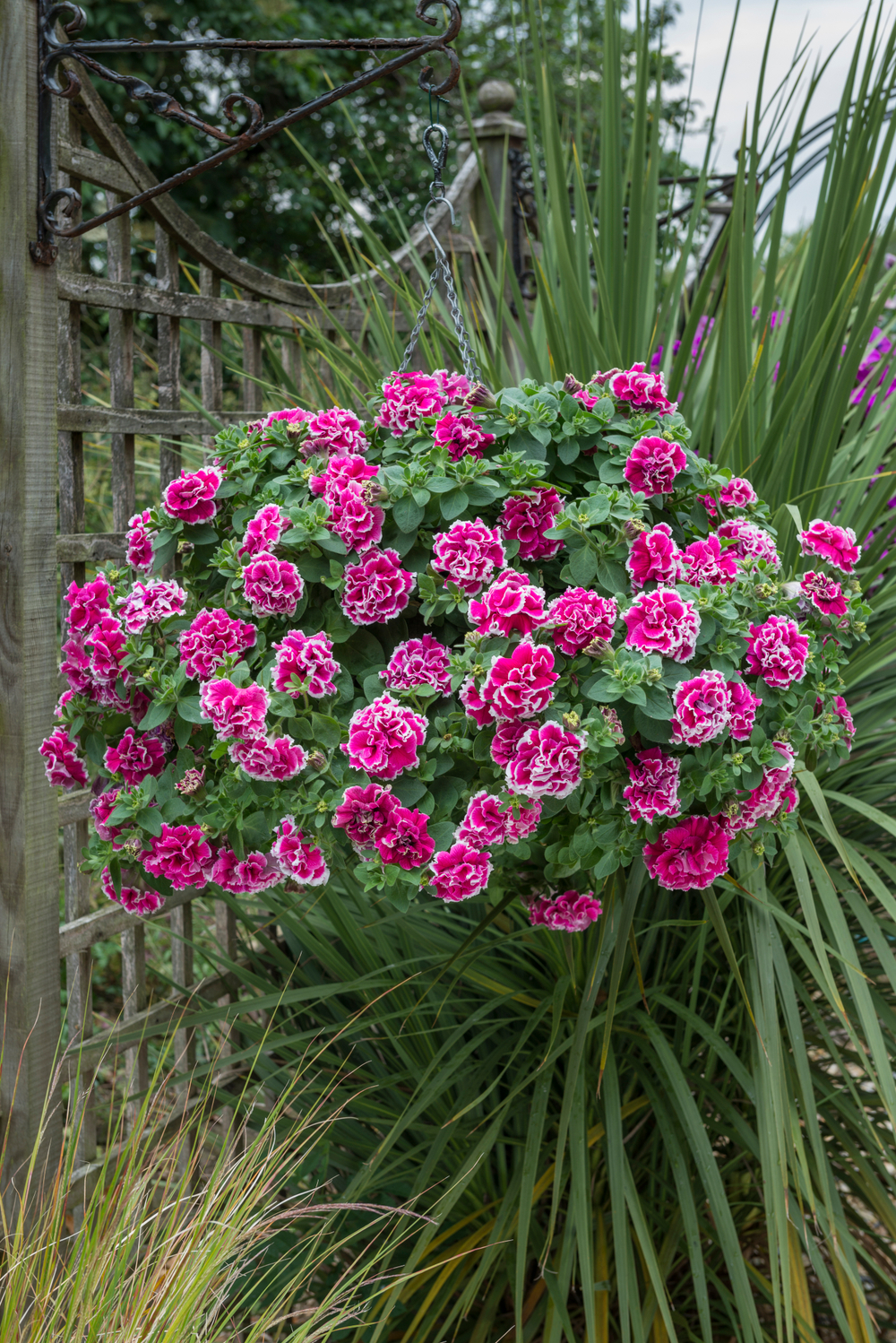 ЕВРО Петуния Tumbelina Anna укорененный черенок ОКС февраль 26 Volmary