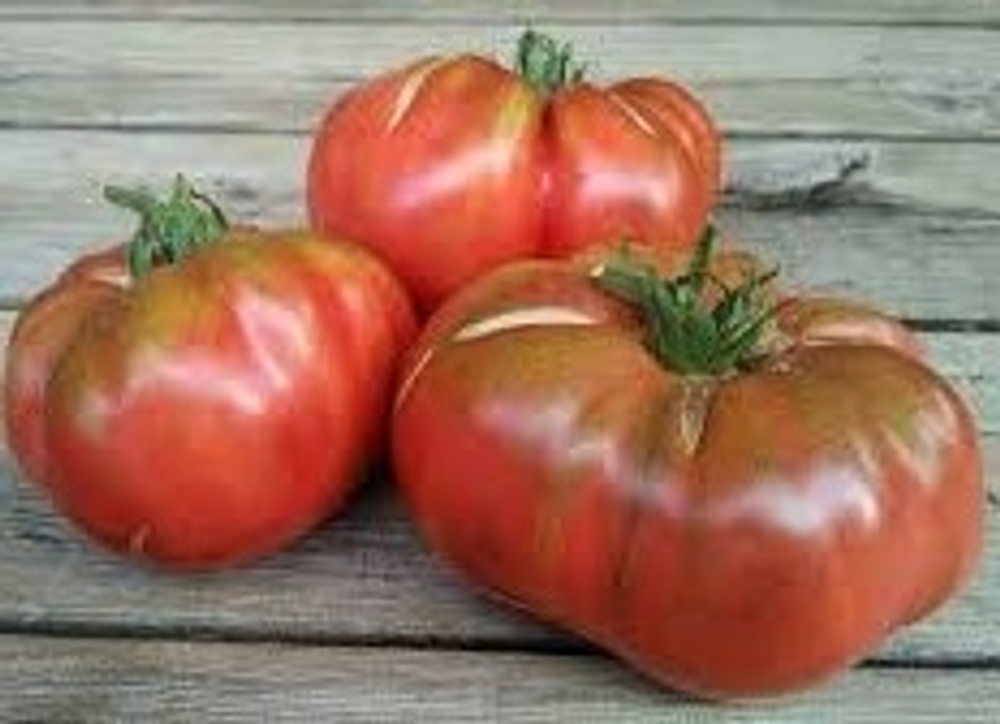 Гном Дикий картофельный лист Dwarf Wild Spudleaf