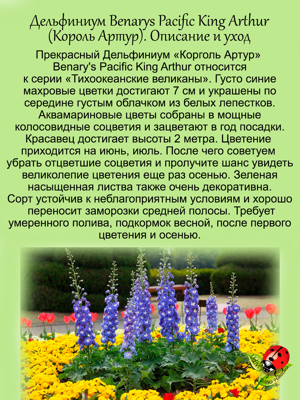 Дельфиниум Король Артур King Arthur