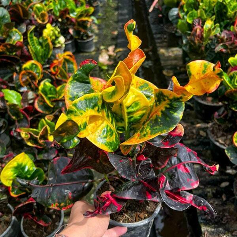 Кротон THOR PHAN