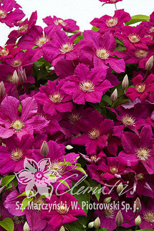 Клематис гибридный Эрнест Маркхам Закупка М33 апрель 2026