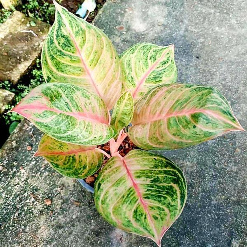 Аглаонема SUSAN