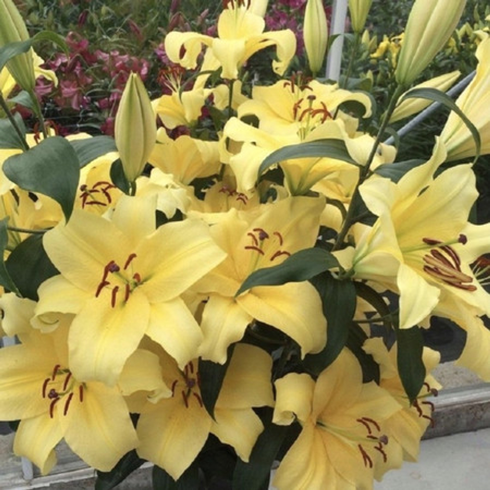 Лилия Элдорет 1 шт размер 18/20 Закупка М67 апрель 2026