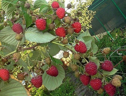 Малина ремонтантная Химбо топ