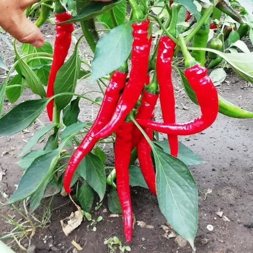 Перец Кайенский Длинный Джо - Joe's Long Cayenne