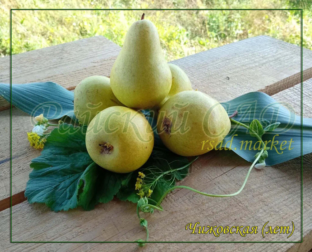 Груша Чижовская