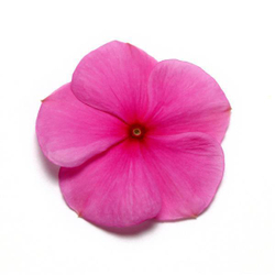 Катарантус Пацифика Лилак (100шт) Витагрин Профи