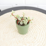 Крассула Афра Вариегата