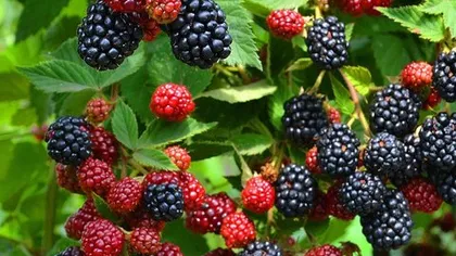 Ежевика сизая (листья)