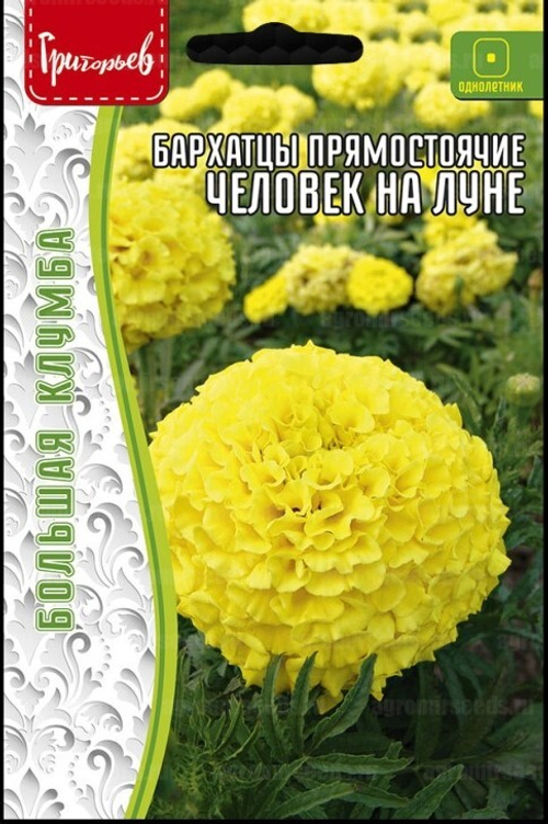 Бархатцы прямостоячие Человек на Луне