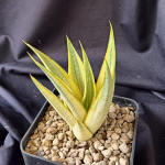 Сансевиерия SWEET CALERY VAR