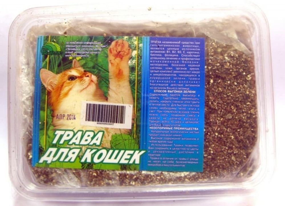ТРАВКА ДЛЯ КОШЕК В МАЛОМ КОНТЕЙНЕРЕ