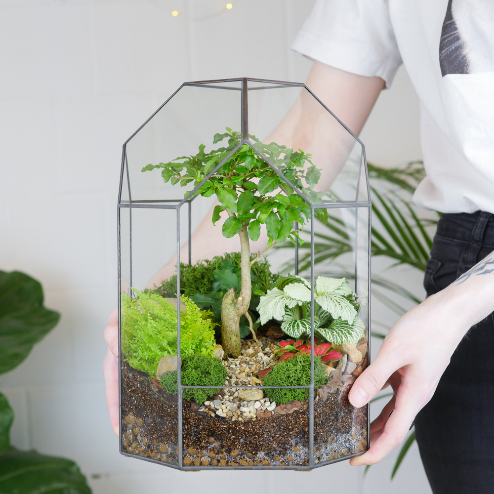 Готовый флорариум бонсай Лигуструм Бонсариум