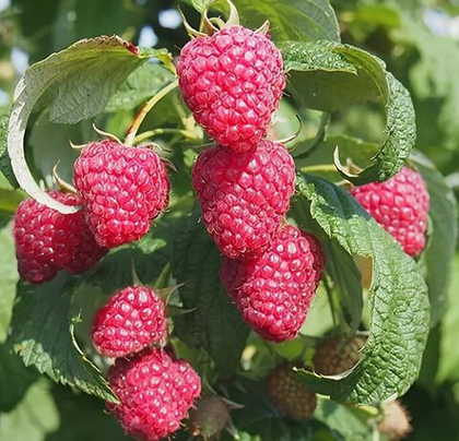 Малина ремонтантная сорт Полана