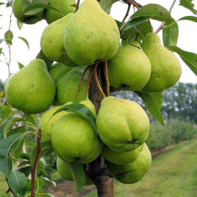Летний сорт