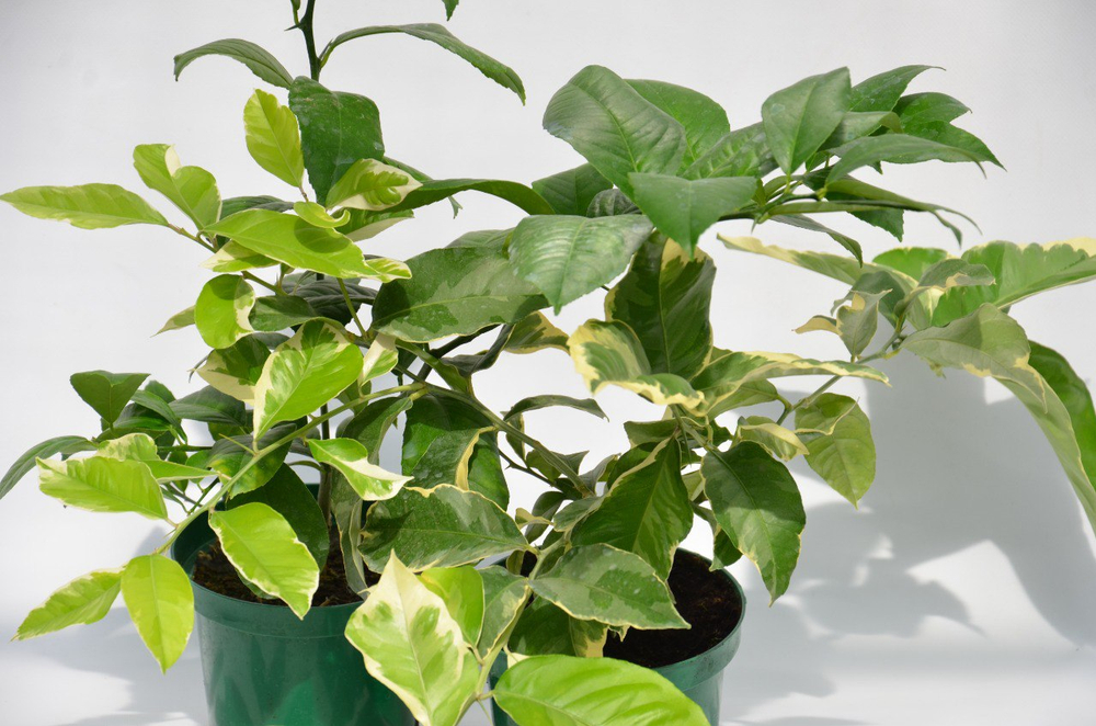 Цитрусовый микс д. 15