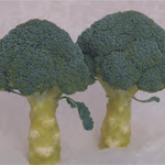 Хронос F1 семена капусты брокколи (Sakata / Саката)