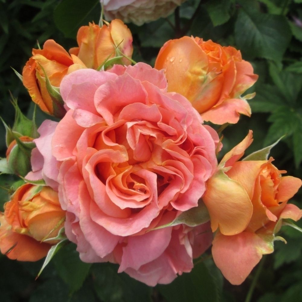 Вивьен Вествуд (Vivienne Westwood)