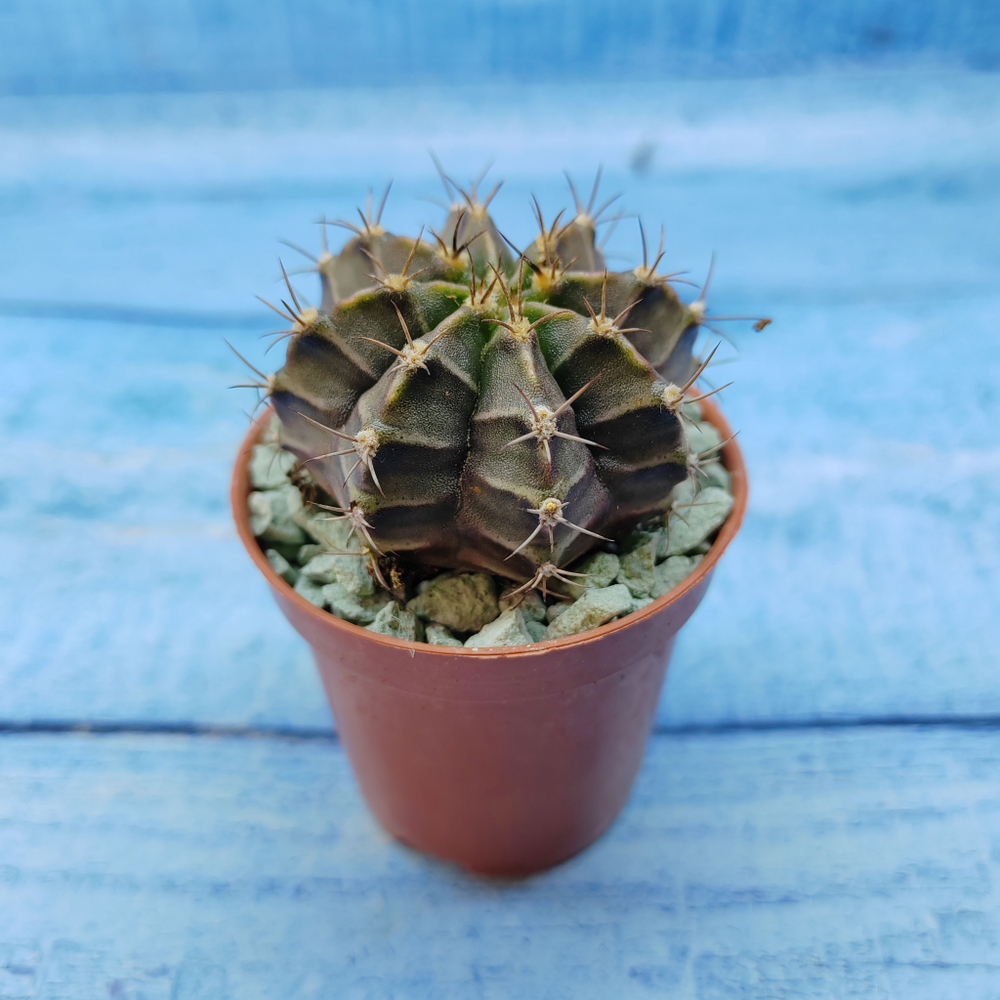 Gymnocalycium Friedrichii (Гимнокалициум)