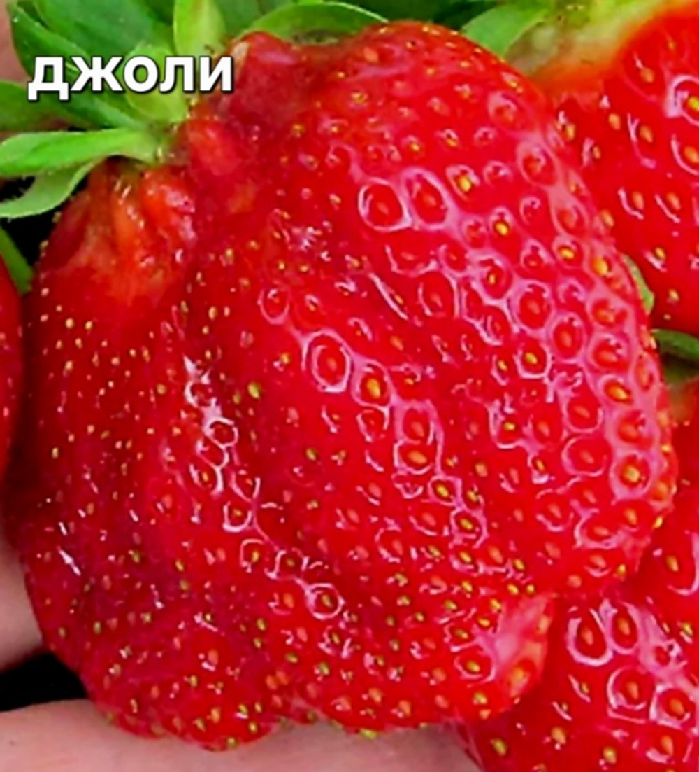 САЖЕНЦЫ КЛУБНИКИ ДЖОЛИ