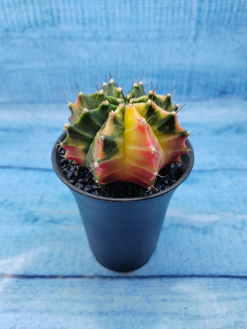 Gymnocalycium Variegata (Гимнокалициум Вариегатный)
