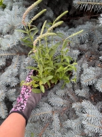 Вероника "ANNIVERSARY NEW ROSE"