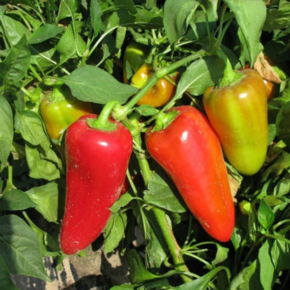 Любовь F1 семена перца сладкого (Syngenta / ALEXAGRO) культура – фото 1