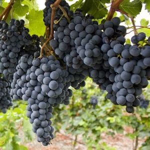 Арагонеш (Aragonez) - красный сорт винограда