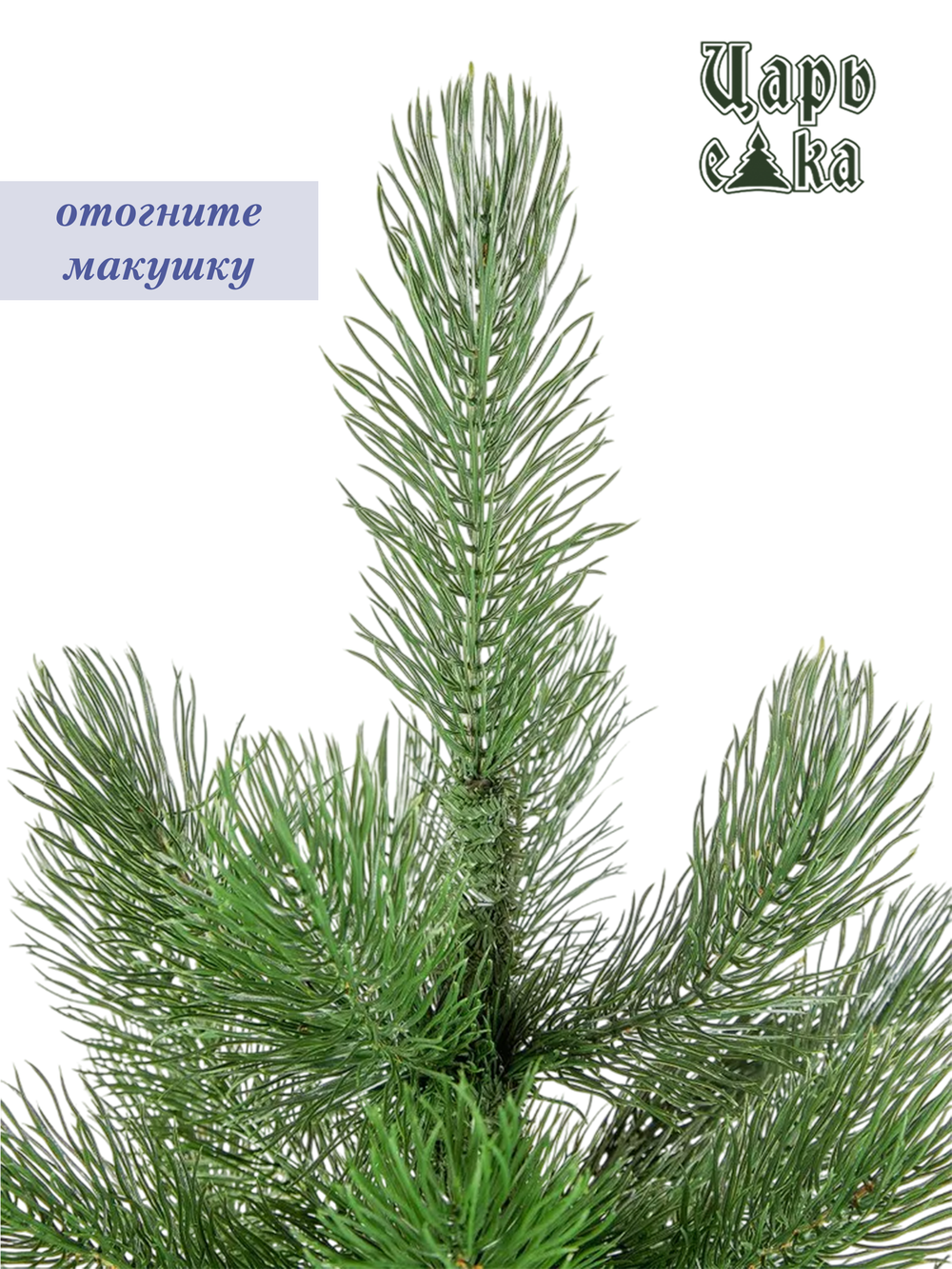 Сосна Царь елка Триумфальная 210 см ТМ-210