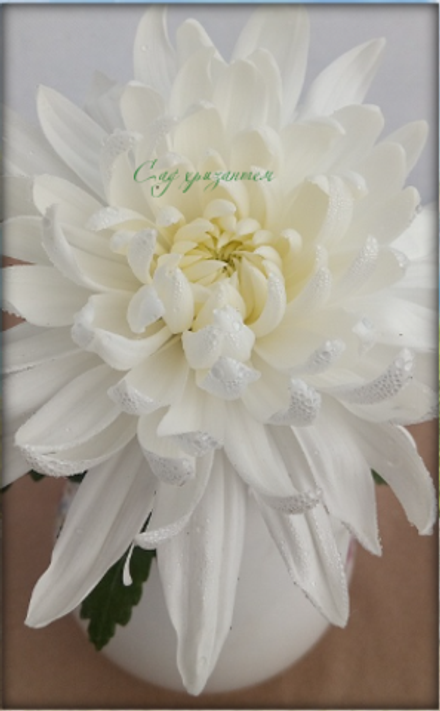 Хризантема одноголовая Zembla White ☘ о.75 (отгрузка август - сентябрь 2025г)