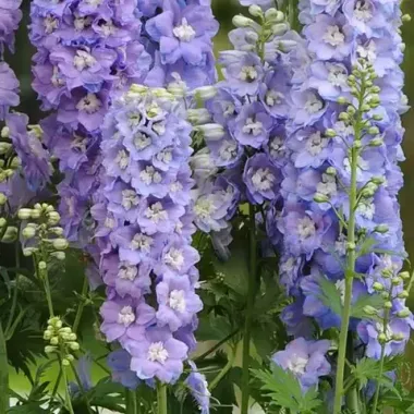 S3527 Дельфиниум GUARDIAN LAVENDER 1000 шт.