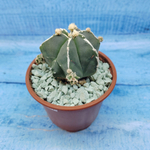 Astrophytum Myriostigma "Hakujo Fukuryu"  (Астрофитум)