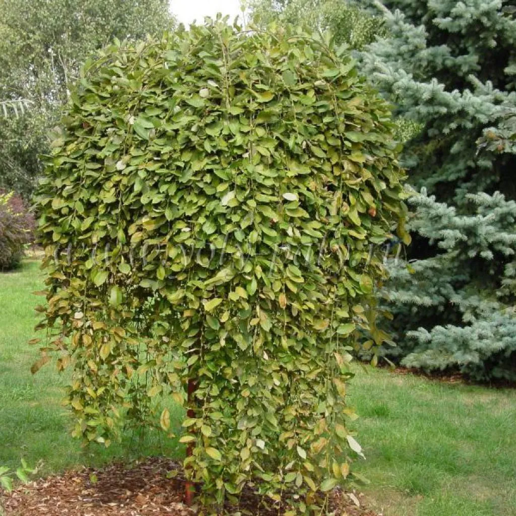 Ива козья (кора)