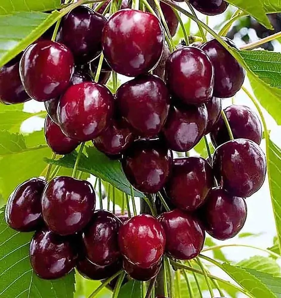 Черешня Ревна С5 Закупка М69 июнь 2026