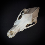 Череп собаки