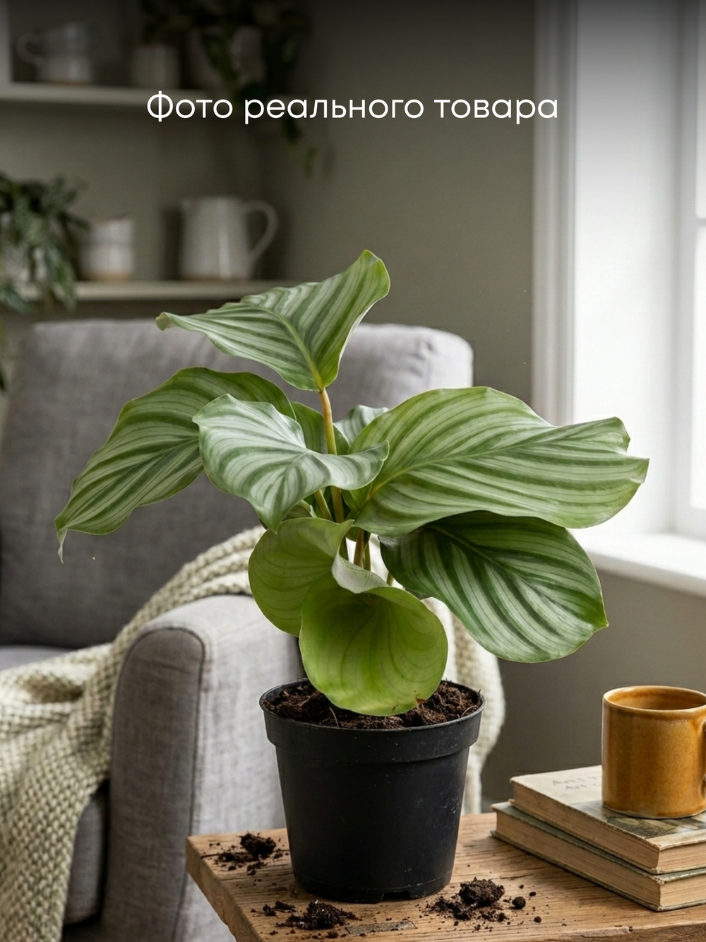 Калатея Green Apple д. 11