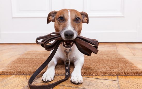 Ошейник или шлейка