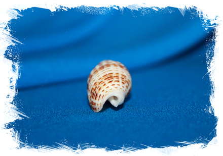 Канцилла гранатина (Cancilla granatina)