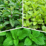 Мята в ассортименте Р9