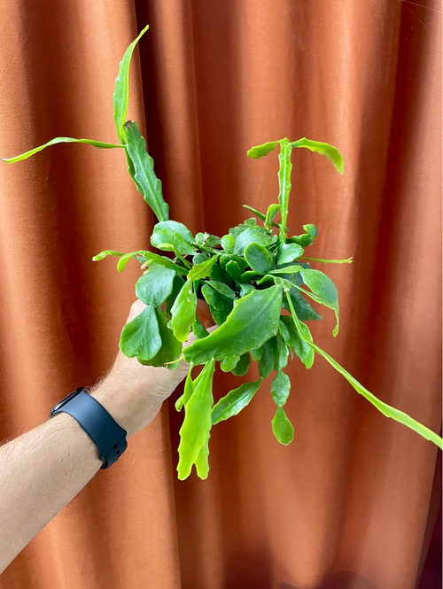 Рипсалис Криспата, D9см Н20см, 1шт, Urban Jungle