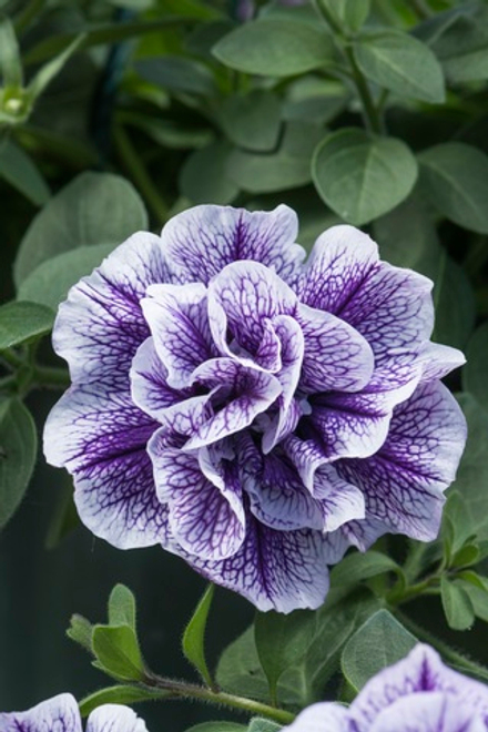 ЕВРО Петуния Tumbelina Priscilla Pro укорененный черенок ОКС февраль 26 Kohen