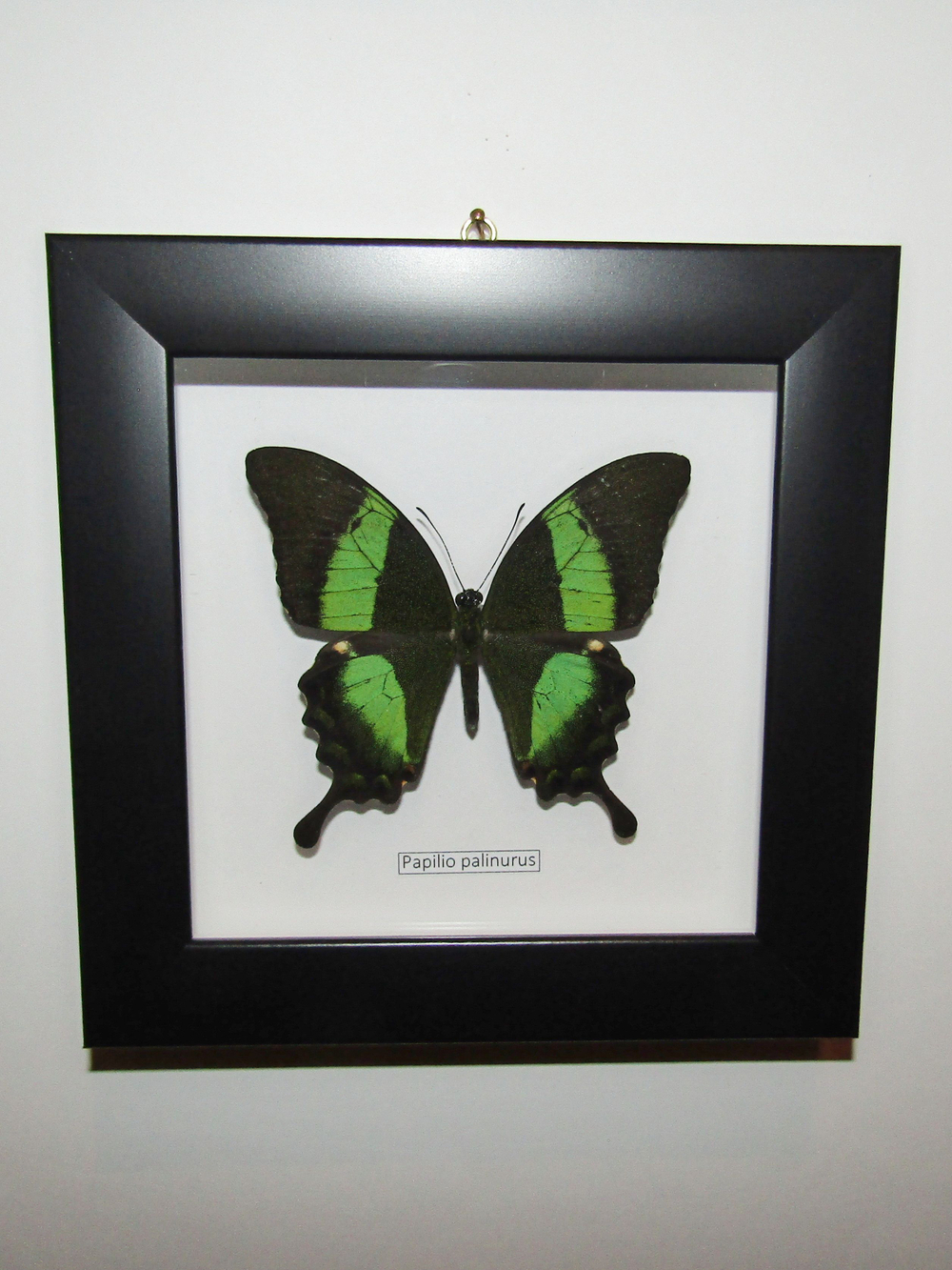 Бабочка Papilio palinurus в рамке