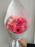 Кулек из гербер в розовом оттенке 7 шт