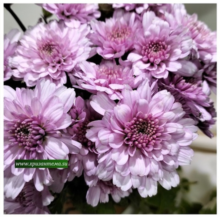 Хризантема мультифлора Sikato /поставка весна 2026г/