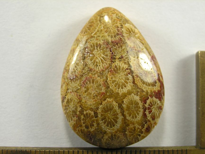 Кабошон коралла окаменелого, капля, 30x22x7 мм (2)