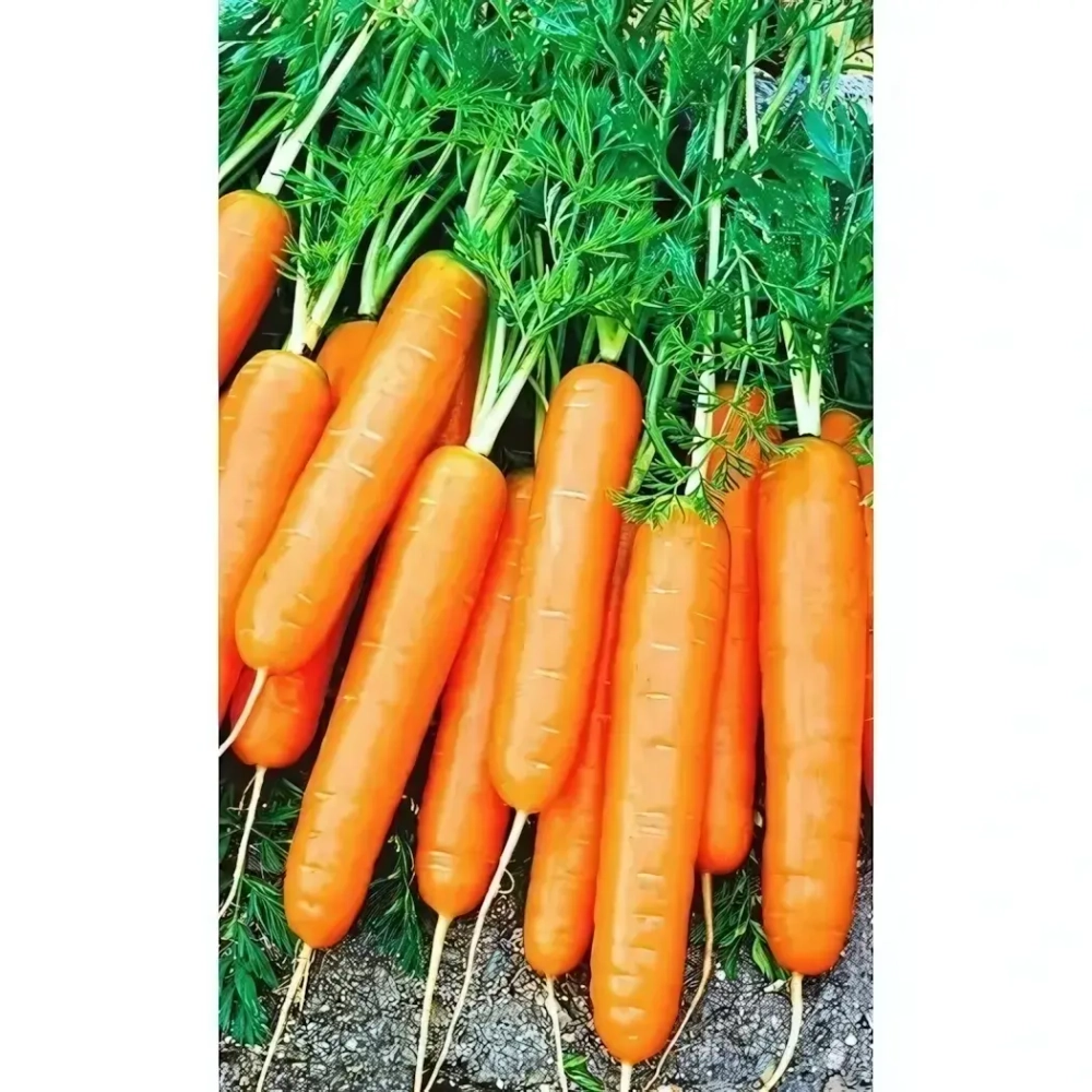 Семена Морковь Деликатесная 1,5гр (УД) Е/П