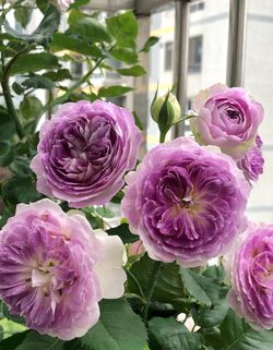 Блю Мун Стоун (Blue Moon Stone)