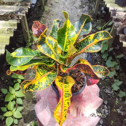 Кротон SRI PRASOET